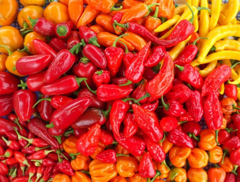 CHRISTMAS CHILLI FIESTA COMES TO DERBY